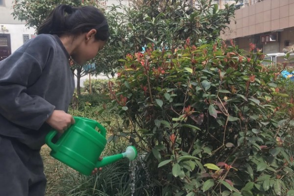 石楠树的价值,可作为道路树也可用来生产家具