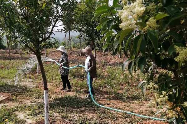 石楠树的价值,可作为道路树也可用来生产家具