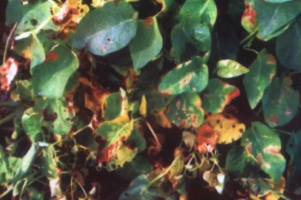 蕹菜褐斑病的危害，严重时病斑彼此连接成片