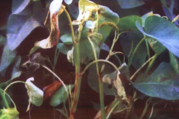 蕹菜褐斑病的危害，严重时病斑彼此连接成片