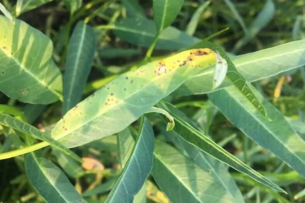 蕹菜褐斑病的危害，严重时病斑彼此连接成片