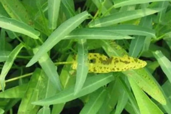 蕹菜褐斑病的危害，严重时病斑彼此连接成片