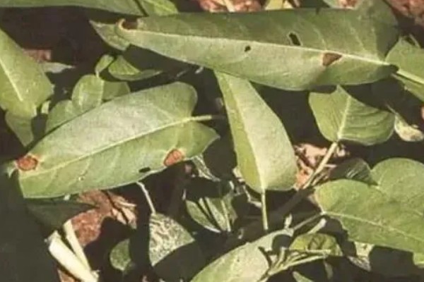 蕹菜褐斑病的危害，严重时病斑彼此连接成片