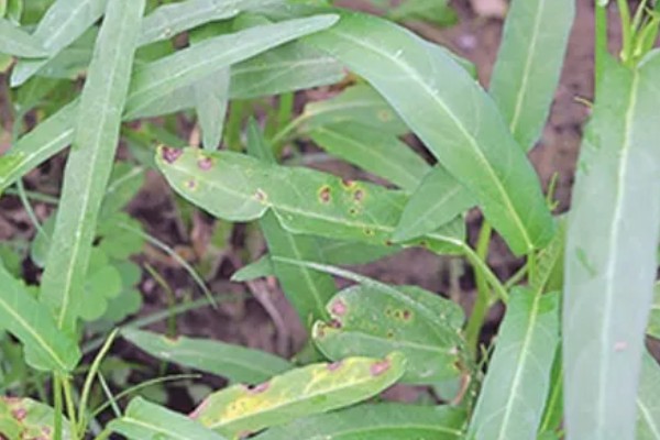 蕹菜褐斑病的危害，严重时病斑彼此连接成片