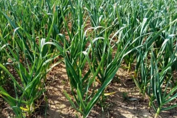 种植一亩大蒜能挣多少，纯利润有6000元左右