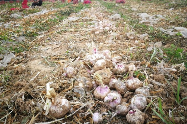 种植一亩大蒜能挣多少，纯利润有6000元左右