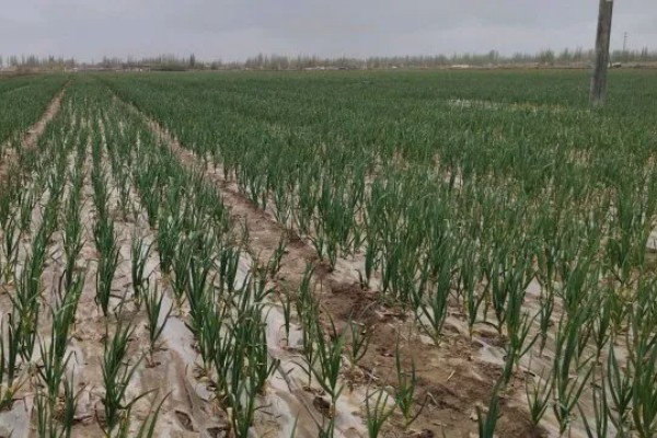 种植一亩大蒜能挣多少，纯利润有6000元左右