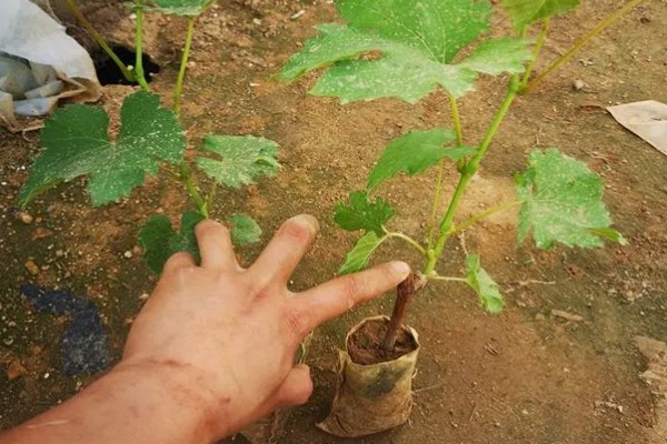 玫瑰香葡萄的种植技术,冬贮苗要求侧根五条以上