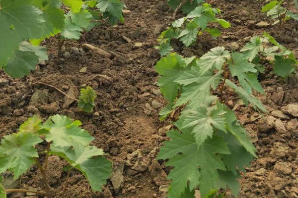 玫瑰香葡萄的种植技术,冬贮苗要求侧根五条以上