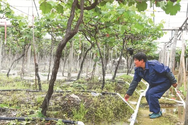 玫瑰香葡萄的种植技术,冬贮苗要求侧根五条以上