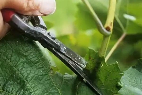 玫瑰香葡萄的种植技术,冬贮苗要求侧根五条以上