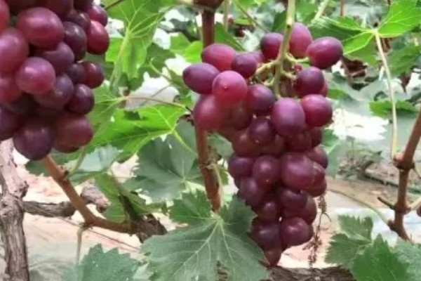 玫瑰香葡萄的种植技术,冬贮苗要求侧根五条以上