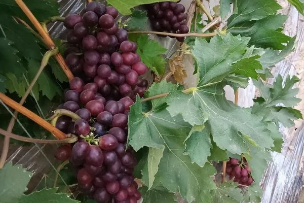 玫瑰香葡萄的种植技术,冬贮苗要求侧根五条以上