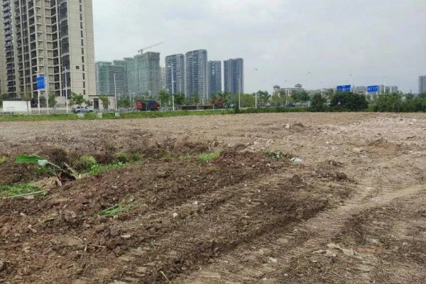 女贞子怎么繁殖，主要采取播种、扦插等方式