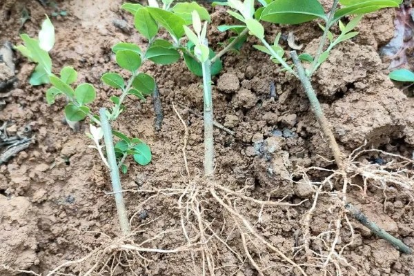 女贞子怎么繁殖，主要采取播种、扦插等方式