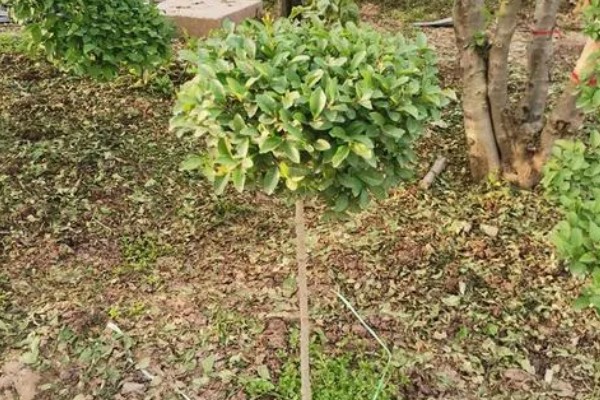 女贞子怎么繁殖，主要采取播种、扦插等方式