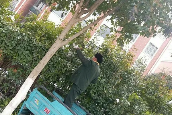 女贞子怎么繁殖，主要采取播种、扦插等方式