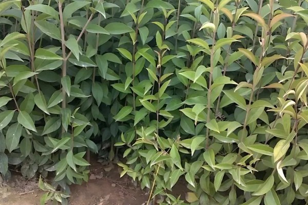 女贞子怎么繁殖，主要采取播种、扦插等方式