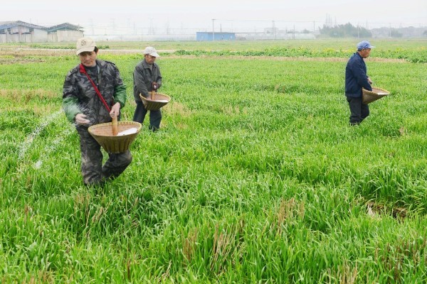 小麦的种植方法,种植春小麦要及时抢墒整地