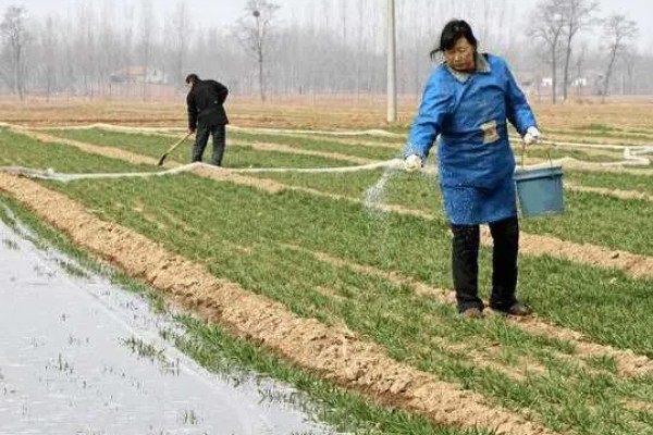 小麦的种植方法,种植春小麦要及时抢墒整地