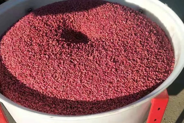 小麦的种植方法,种植春小麦要及时抢墒整地