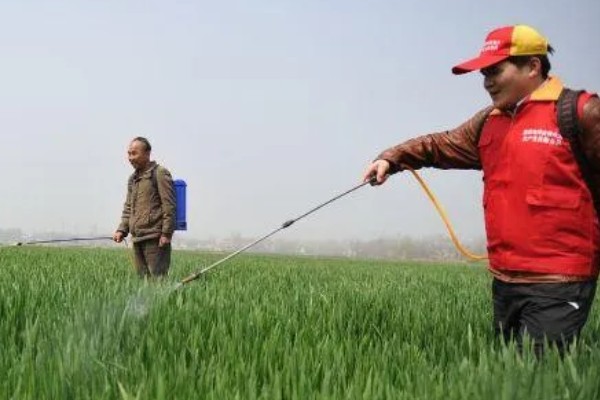 小麦的种植方法,种植春小麦要及时抢墒整地