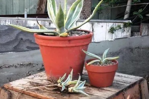 龙舌兰能不能在家养殖，养在室内可以吸收二氧化碳和甲醛等物质
