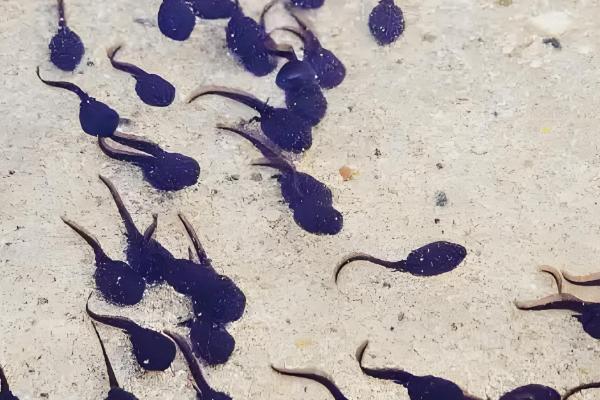 蝌蚪怎么变成青蛙,通过变态发育过程转变为青蛙