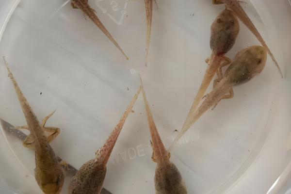 蝌蚪怎么变成青蛙,通过变态发育过程转变为青蛙