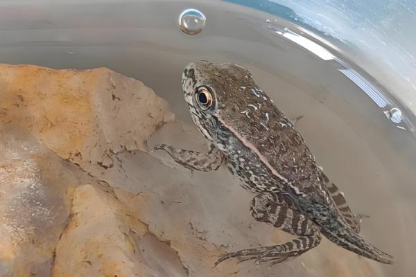 蝌蚪怎么变成青蛙,通过变态发育过程转变为青蛙