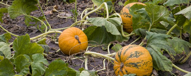 南瓜的播种时间，适合在7-8月份进行