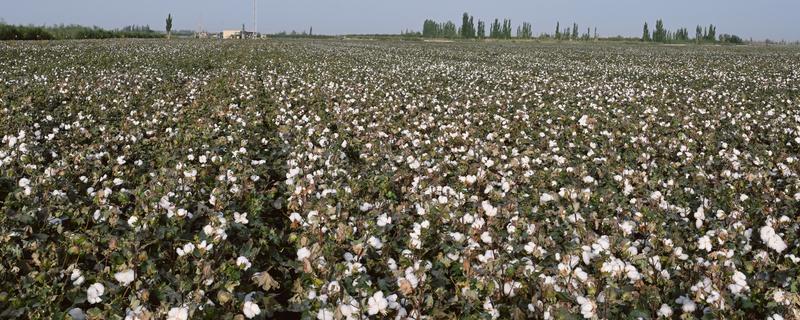 新疆棉花的采摘时间，南疆一般在8月中下旬采摘