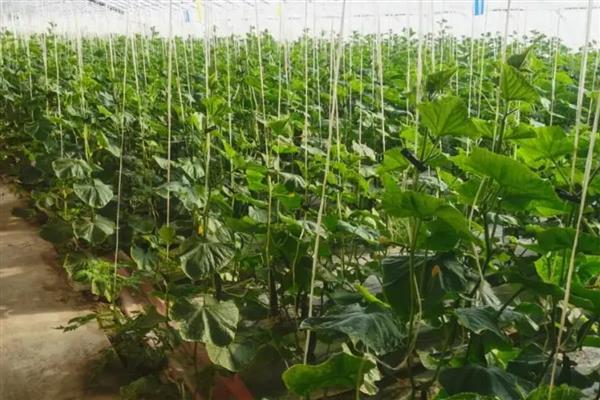 黄瓜的种植管理注意事项,病害防治应以预防为主