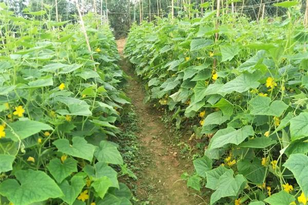 黄瓜的种植管理注意事项,病害防治应以预防为主