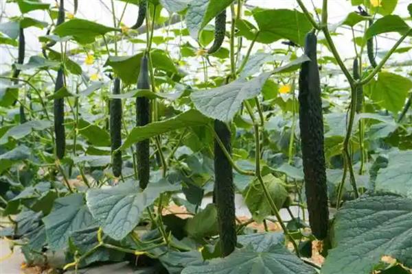 黄瓜的种植管理注意事项,病害防治应以预防为主