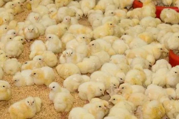 15度天气小鸡可以放室外吗，不建议将小鸡养在室外