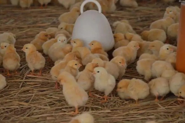 15度天气小鸡可以放室外吗，不建议将小鸡养在室外