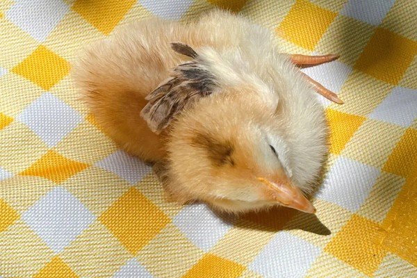 15度天气小鸡可以放室外吗，不建议将小鸡养在室外