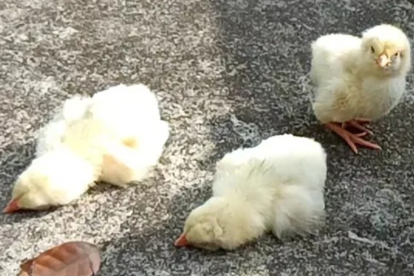 15度天气小鸡可以放室外吗，不建议将小鸡养在室外