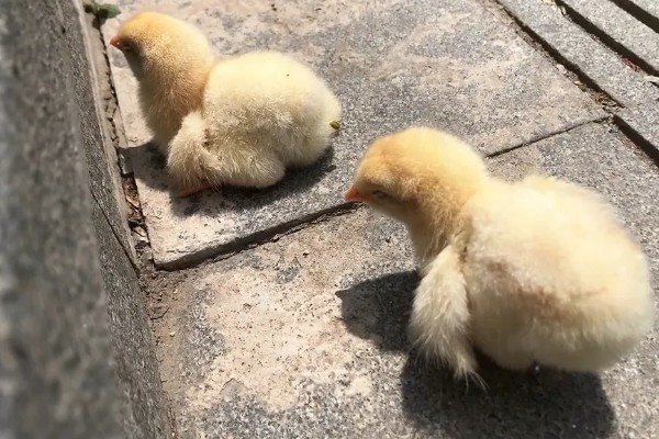 15度天气小鸡可以放室外吗，不建议将小鸡养在室外