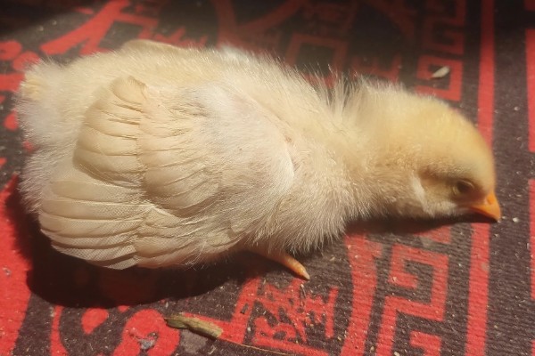 15度天气小鸡可以放室外吗，不建议将小鸡养在室外