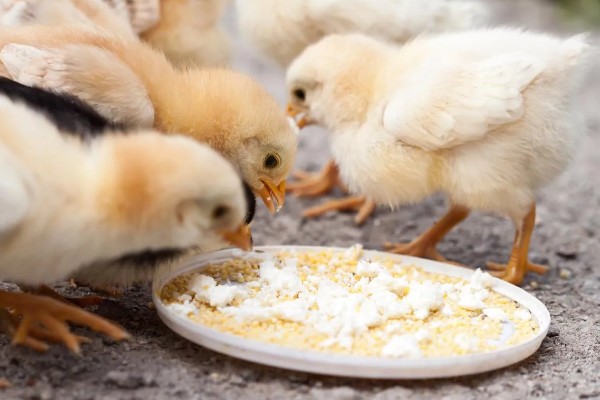 15度天气小鸡可以放室外吗，不建议将小鸡养在室外