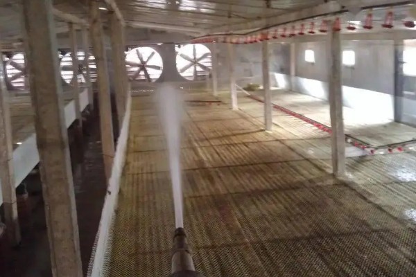 15度天气小鸡可以放室外吗，不建议将小鸡养在室外