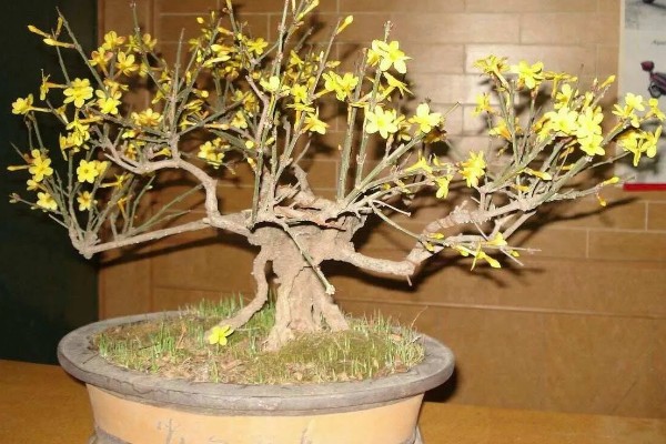 迎春花吃了会不会中毒，吃了也不会中毒