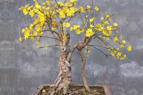 迎春花吃了会不会中毒，吃了也不会中毒