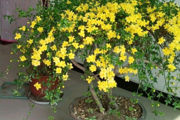 迎春花吃了会不会中毒，吃了也不会中毒