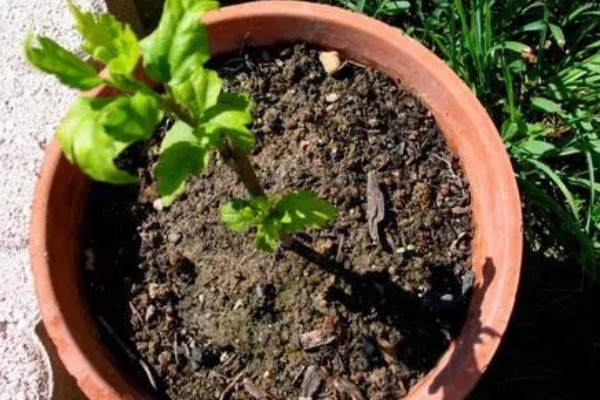 迎春花吃了会不会中毒，吃了也不会中毒