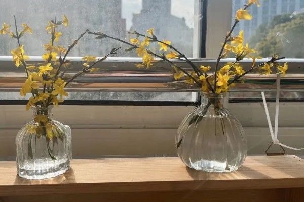 迎春花吃了会不会中毒，吃了也不会中毒