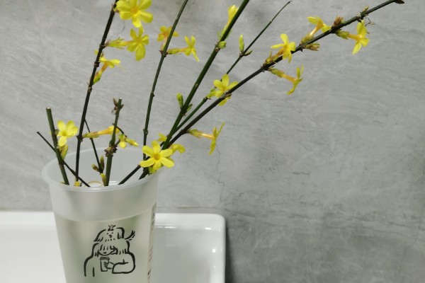 迎春花吃了会不会中毒，吃了也不会中毒