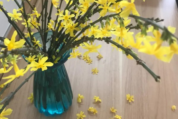 迎春花吃了会不会中毒，吃了也不会中毒